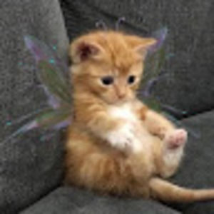 Meet your Posher, Elena